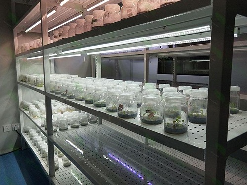 七台河植物组织培养实验室设计建设方案